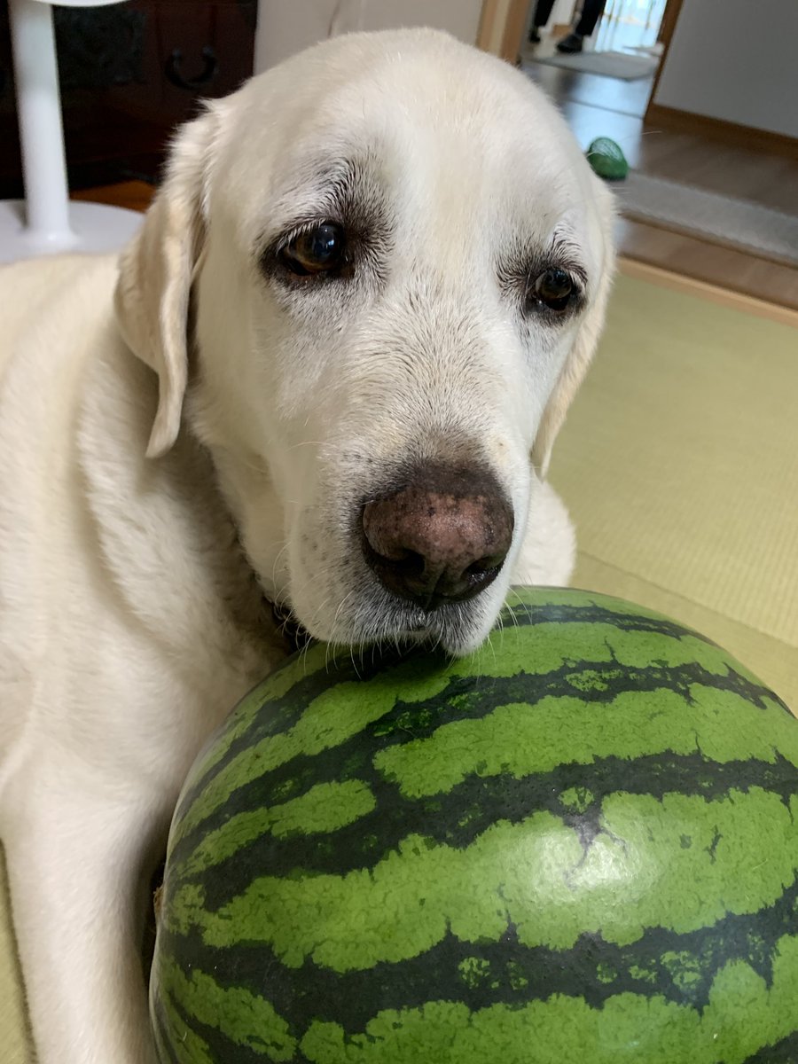 犬の名前はクリス おはようございます このスイカ食べたい 犬の名前はクリス おはようございます このスイカ食べたい
