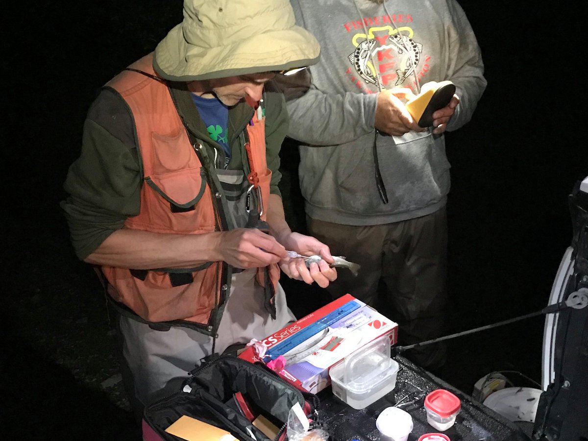 OkaWenNF's tweet photo. Upper Yakima River- Supporting #YBIP shared stewardship through the Bull Trout Task Force, #WDFW, Yakama Nation and Kittitas Conservation Trust's fish rescue and habitat restoration efforts-https://t.co/xEq0zfcoTt See video: https://t.co/XNI6ASun63  #restoration  #yakimaforever https://t.co/Vwrauf05Vq