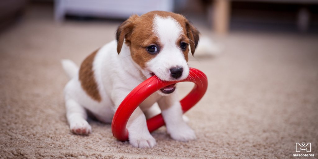 GrupoMascoteros's tweet photo. Adapta su juego a su edad⭕
.
.
#puppy #mascoteros #pet #petlovers #dogs #cats #pets #playingwithdogs #perro #gato #dog #cat #insta_of_dogs #animallovers https://t.co/ONuNib9B6R