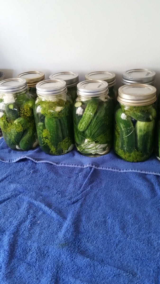 DBuck127's tweet photo. @brewyah @coachcarnage And now, time to wait...... #fermented #pickles https://t.co/3WCUOrEBZa