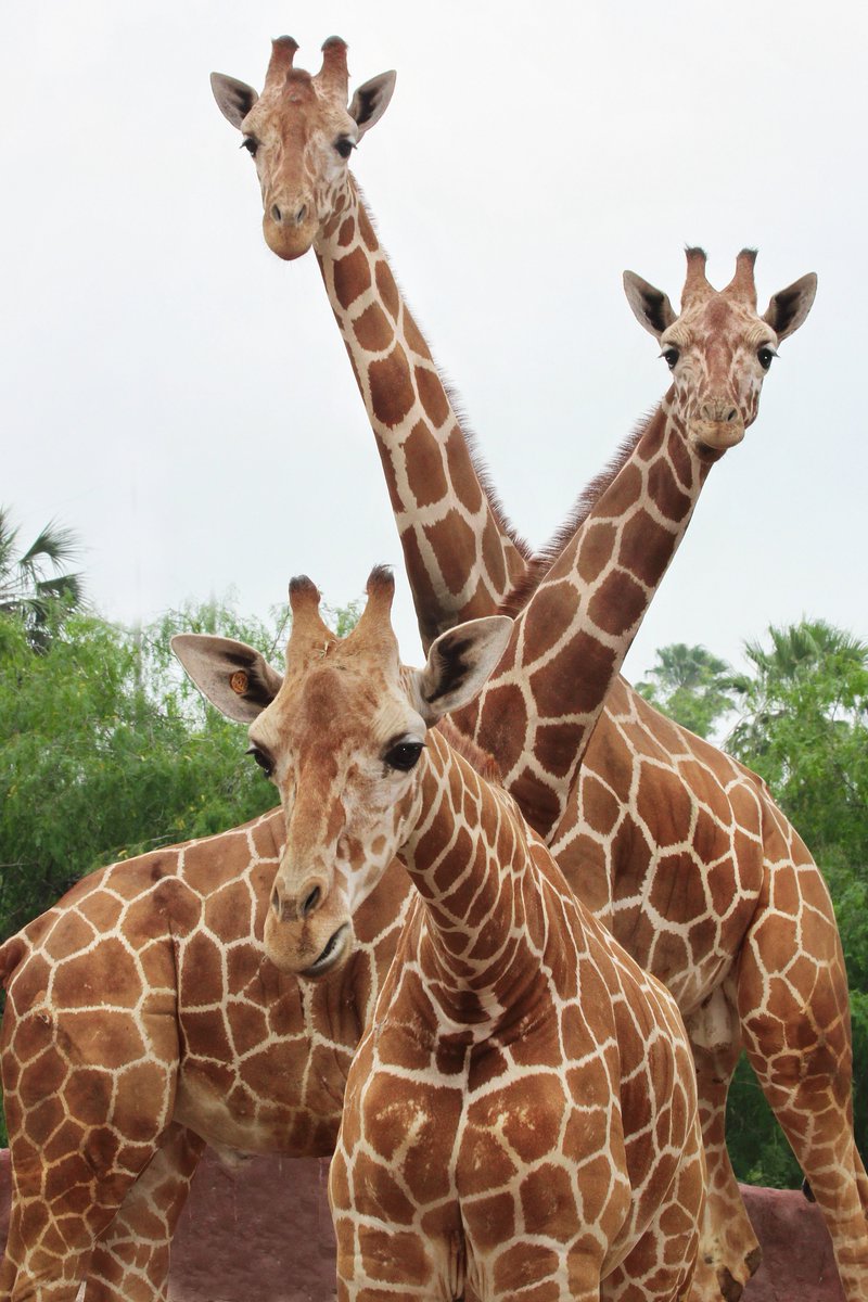 SanAntonioZoo's tweet photo. Don't forget to get your spot while you can and register for yoga and mimosa's this Saturday the 27th.  Relax and enjoy the zoo in the early morning hours! #yoga #sazoo #thingstodosa
https://t.co/UA7pDLayVG https://t.co/6VYaMgh4TA