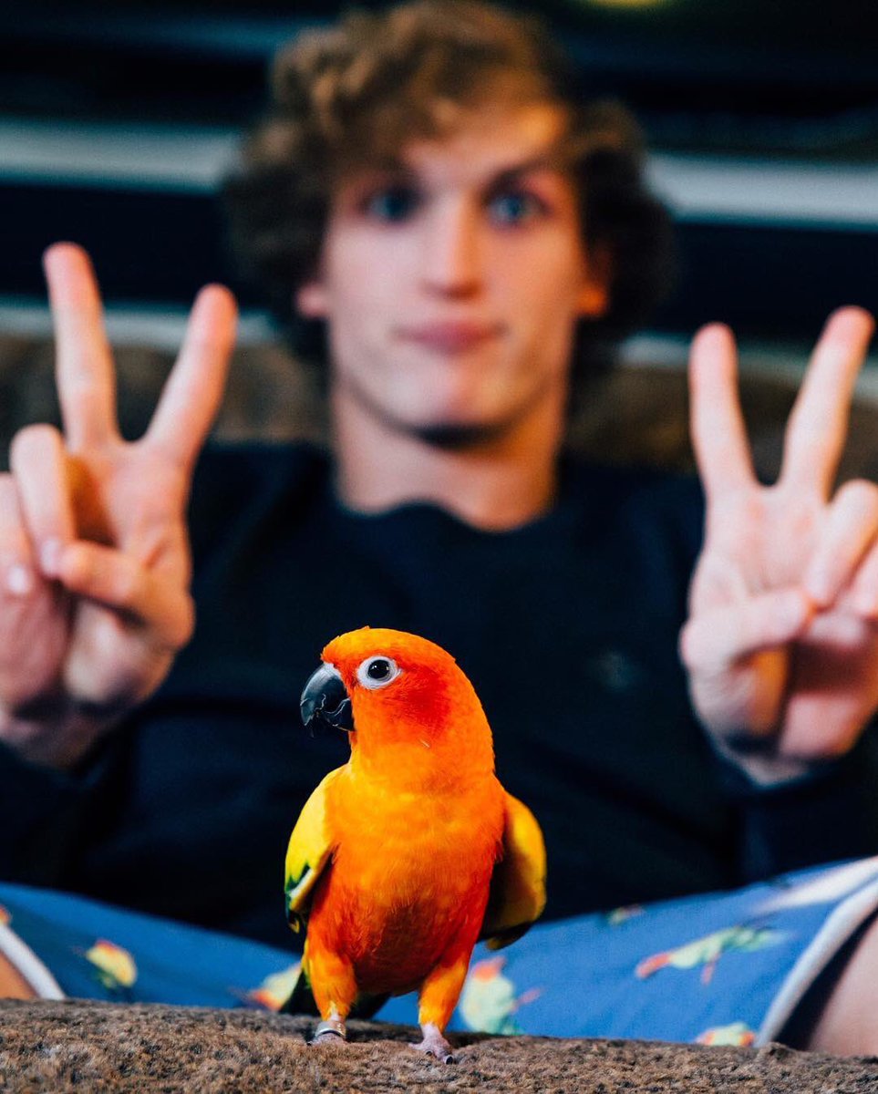 team10logang17's tweet photo. R.I.P Maverick (@loganpaul Bird), You Are Truly Amazing With The Movement Your Represent With Maverick Merchandise https://t.co/HV85KIl6Qw