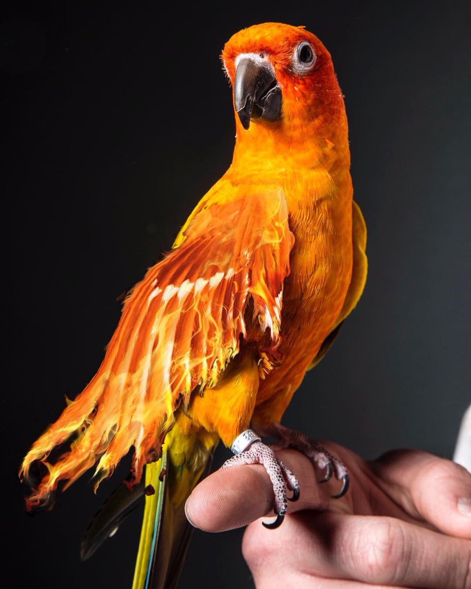 team10logang17's tweet photo. R.I.P Maverick (@loganpaul Bird), You Are Truly Amazing With The Movement Your Represent With Maverick Merchandise https://t.co/HV85KIl6Qw