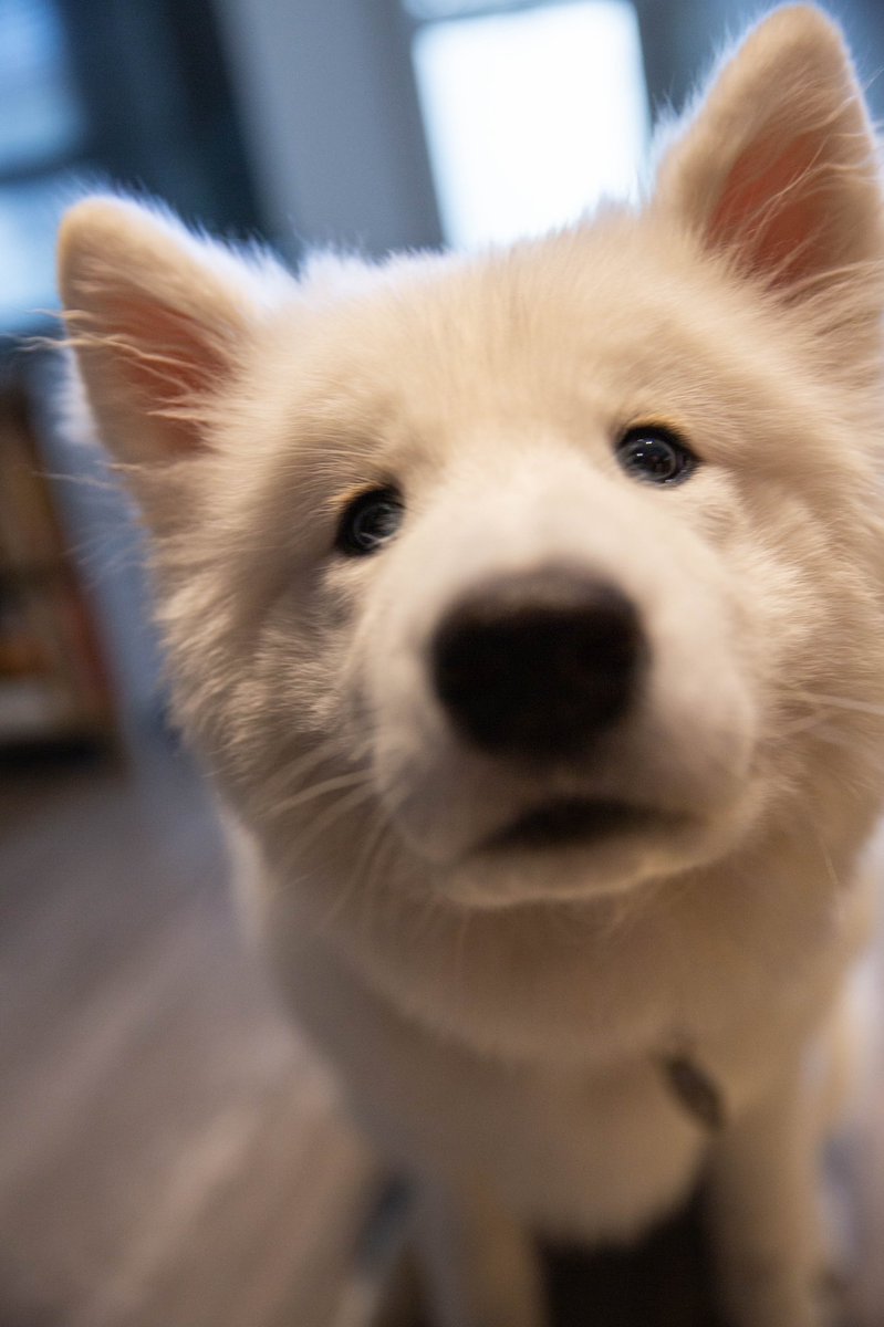 ayejennay's tweet photo. My pup's eyes actually twinkle 😢 SO FREAKING CUTE, MY HEART https://t.co/DvIHoQoyTk