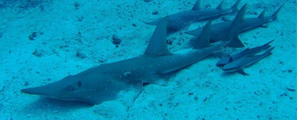 'This group of shark-like rays, which range from Australia to the Eastern Atlantic, are perilously close to extinction. All six giant #guitarfishes and nine out of 10 #wedgefishes are critically endangered.'

buff.ly/2O8rBl7

#rhinorays