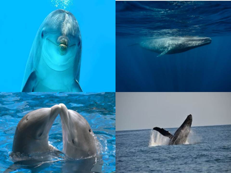 Anayanceen on Twitter: "#23Julio Día Mundial de las Ballenas y los  Delfines. El propósito de esta fecha es frenar la caza indiscriminada y  tortuosa de estos hermosos animales en peligro de extinción.…