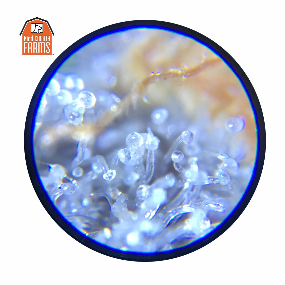 Dolato Under The Microscope // Trichomes on Trichomes on Trichomes!
.
.
.
.
.
.
#herb #cannabiscures #calm #peace #cannabisculture #indoorgrow #cannabisphotography #weednerd #foresthill #wildbayarea #bestofbayarea #california #gotocalifornia