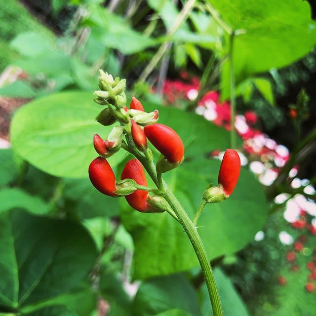 chbamey 🌱 tweet media