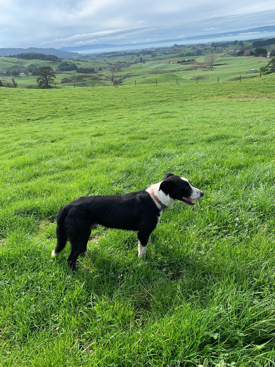 CharlieLea27's tweet photo. Farming with mans best friend ,,, Ratanui Nz https://t.co/JLdVntmfrE