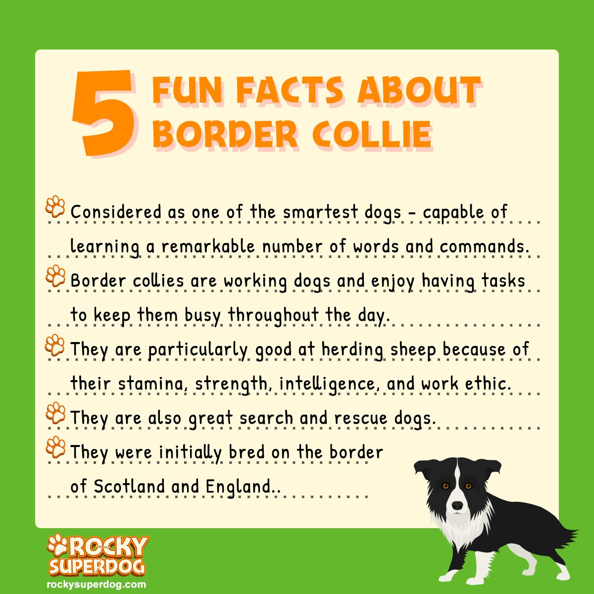 5 Things to Know About Border Collies - Petful