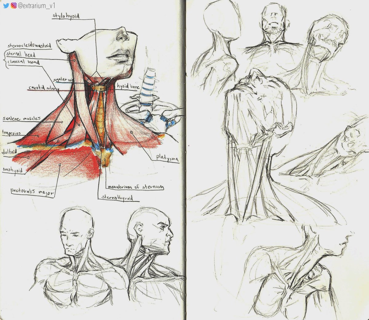 neck study 