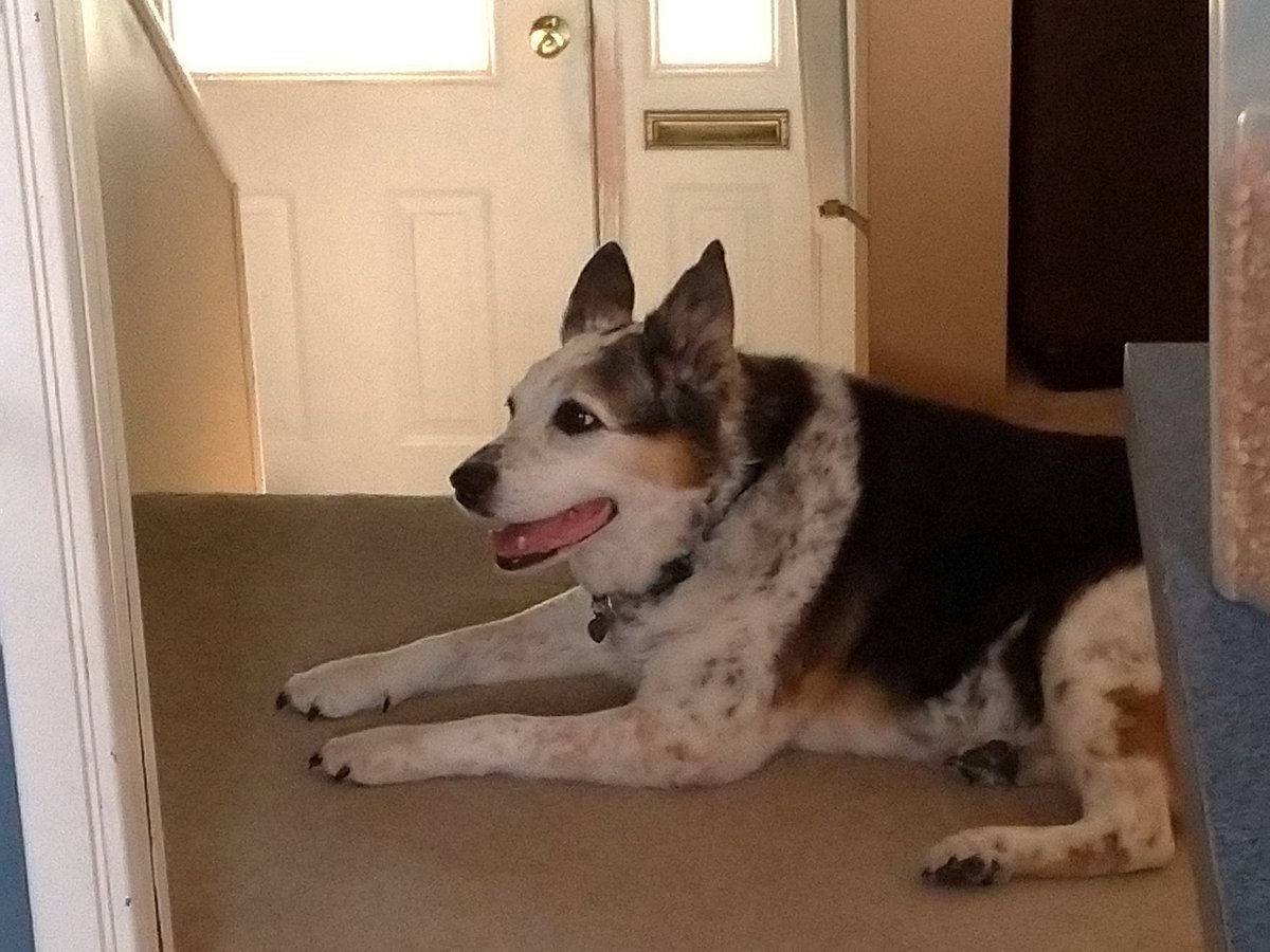 OldHandsome's tweet photo. A boi who smiles!!! 🐶 https://t.co/NPVzzB65sZ
