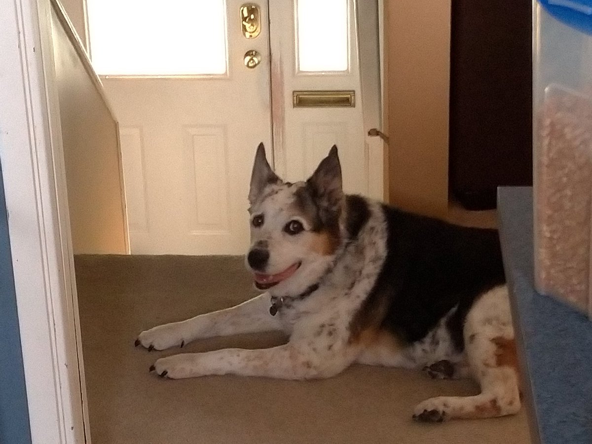 OldHandsome's tweet photo. A boi who smiles!!! 🐶 https://t.co/NPVzzB65sZ