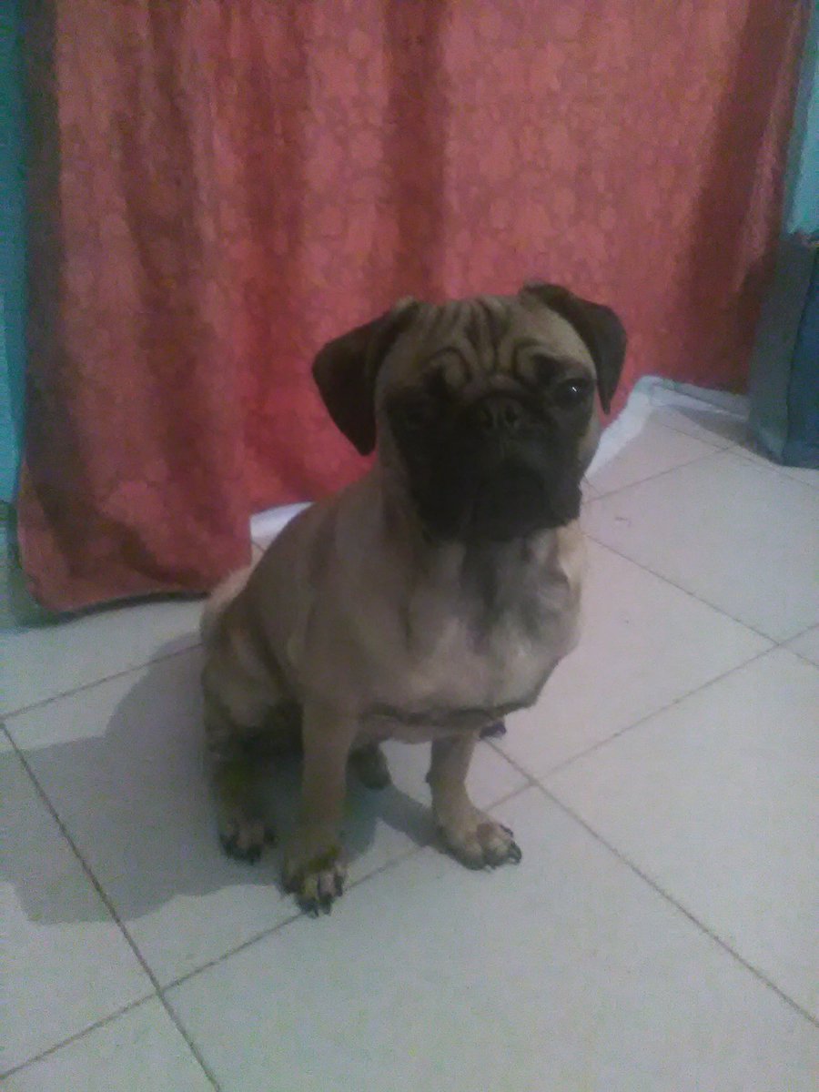 FernandoMejaRo3's tweet photo. Thanos nuestro perro, todo un amor. https://t.co/LvbQSAjawZ