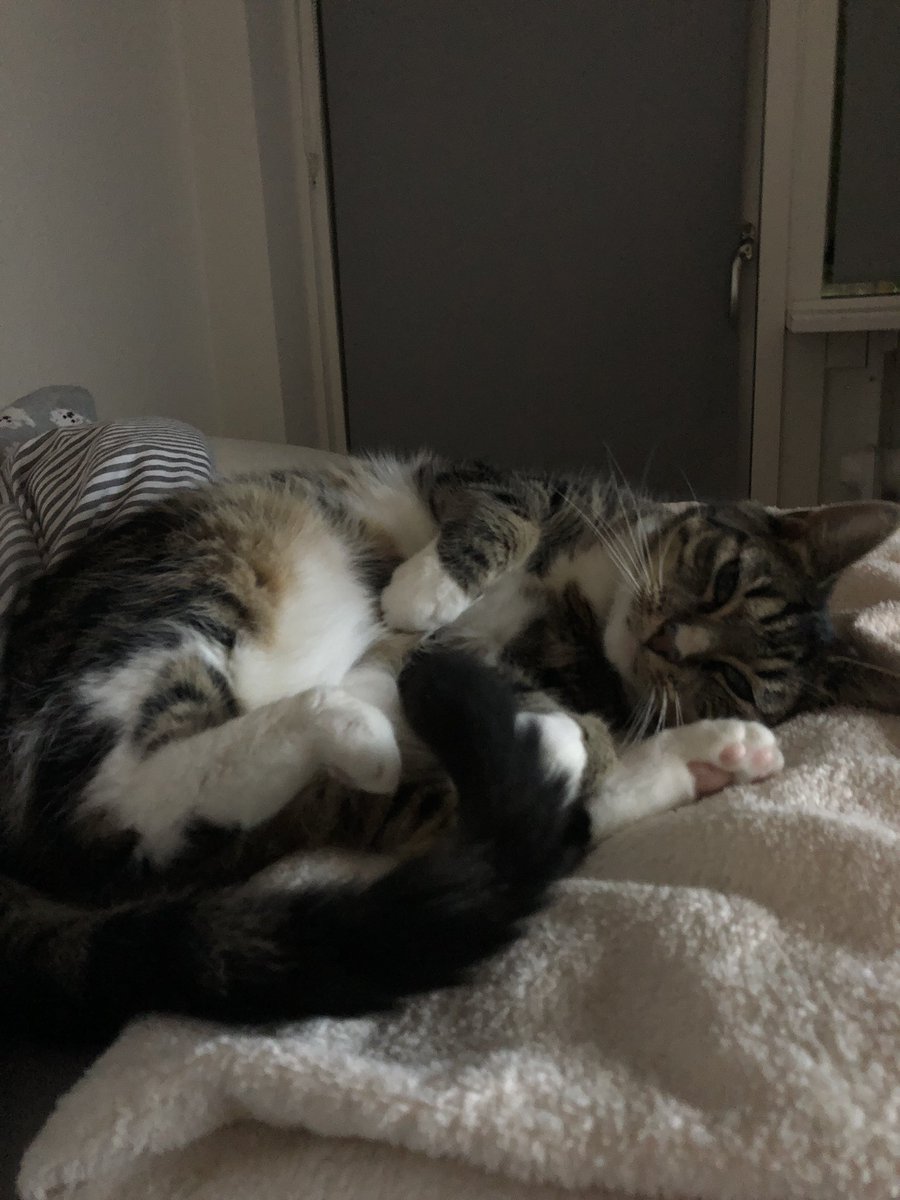 SSILLEH's tweet photo. Never known a cat as fluffy and adorable as her. 💖 https://t.co/PQ68npSn7l