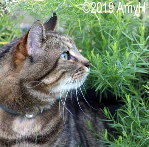 mercblues's tweet photo. Photo: Portrait of a Cat #justsnapped #photography #cats #canon #CanonFavPic @CanonUSAimaging https://t.co/Yi5jyXaAnI