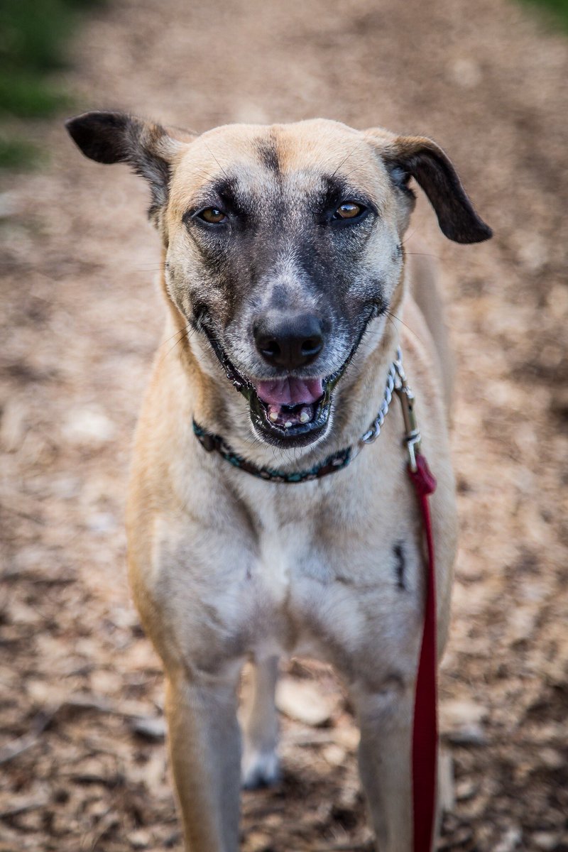 Brin brought out her Kim K in this very sassy photoshoot with Sarah Gludish. She’s still up for adoption in the GTA! In a nutshell: She’s perfect and we’d adopt her if timing was better.