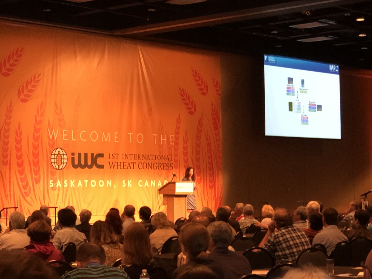 ZhouNx's tweet photo. Introducing new genetic diversity into wheat. Speaker J. King from UK in the first international wheat congress. #IWC2019 https://t.co/lW4gN6djvT