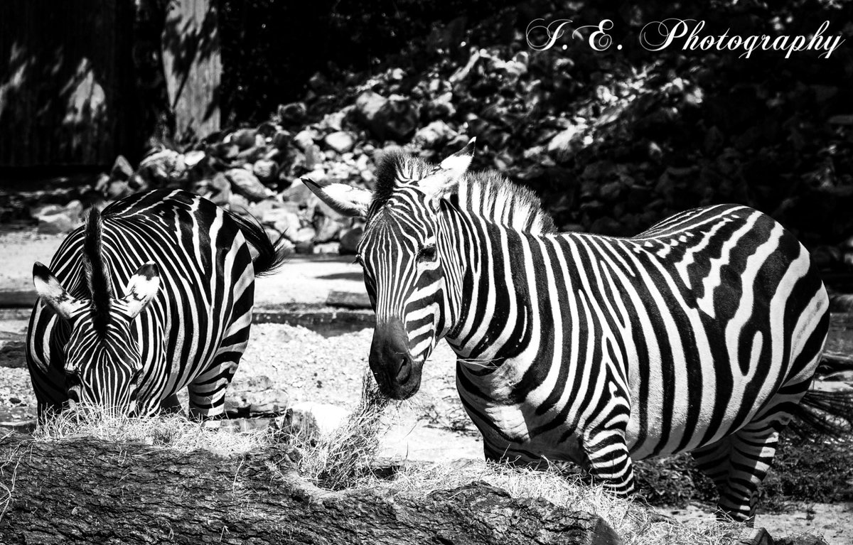 IEPhotographyLR's tweet photo. Z’s at the Zoo. https://t.co/xjnVcdZKrX  ⁦@LittleRockZoo⁩ #zebras #zoo #LittleRock #homesweethome #stripes #blackandwhitephotography https://t.co/6h8zTTsD8j