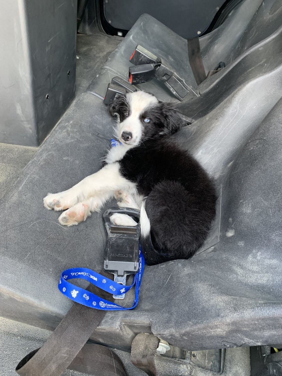 RegionalParksPD's tweet photo. UPDATE ON STOLEN PUPPIES - Today in Richmond, 1 of 2 stolen puppies was located by an alert community member. The suspect fled leaving the puppy  when asked about where she got it. No arrests were made. One puppy is still missing. #120 #alertcommunity   https://t.co/vcLZXHFWeA https://t.co/t0TX43zPSp