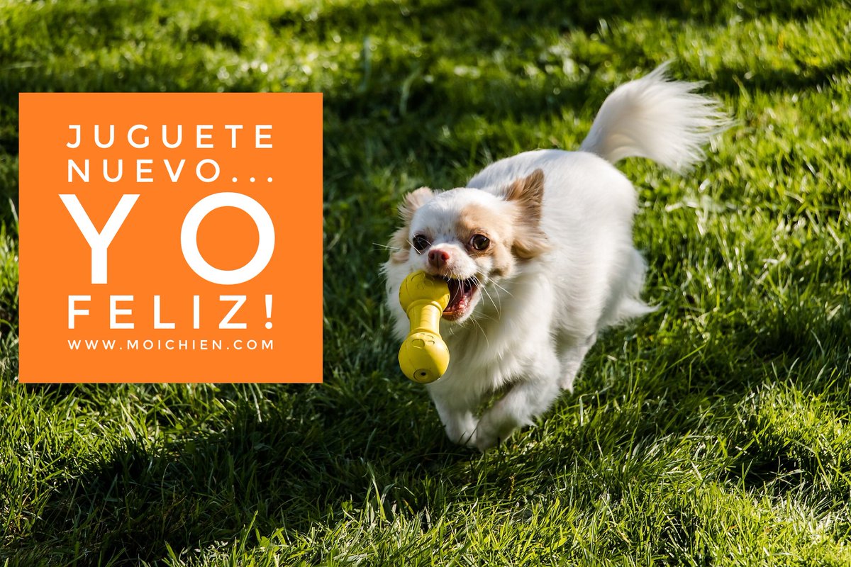 MoiChien2's tweet photo. 📣 MOICHIEN 

Ya puedes realizar tus pedidos en Playa Del Carmen!
.
.
.  

Su juguete favorito y hasta la comodidad de tu hogar https://t.co/eh0irH3FHS

Visita #TuTiendaEnLinea #MoiChien

.  .  .

#PlayaDelCarmen @MoiChien2 #Comunidad #Moichien #ComunidadPerruna https://t.co/mIVT6yPS4E