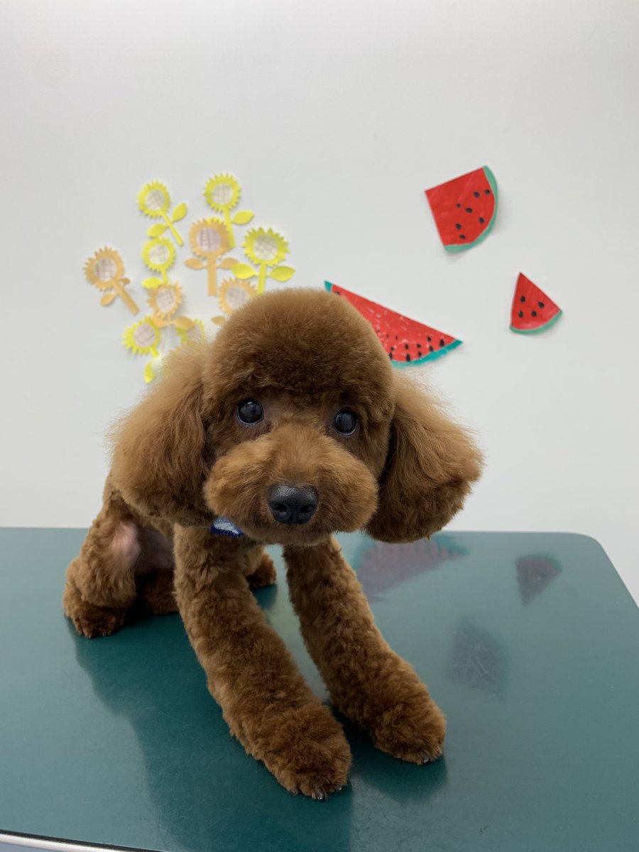 トイプードルのサマーカット バリカンは何ミリが人気 6mmや3mm 5mmの違いをチェック 愛犬と満喫ライフ 犬が飼い主を大好きに 子犬のしつけの悩みも解決して正しいドッグフードの選び方も紹介