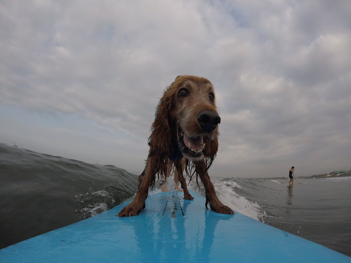 Surfing_Dog's tweet photo. 7月24日のタンデムサーフィン♪
鵠沼海岸の波はヒザでした。
#goprojp #hero5session
#stormbladedog #stormblade
#ドッグサーフィン #アイリッシュセター
#サーフィン犬 #ドッグサーファー
#surfdog #pino #surfingdog 
#鵠沼海岸 https://t.co/rIk03WUb5A