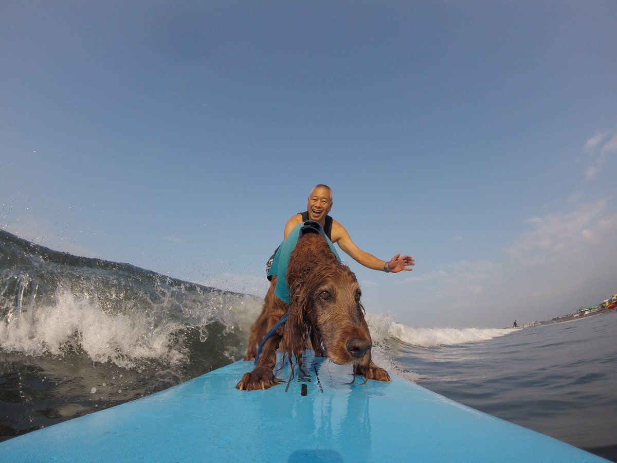 Surfing_Dog's tweet photo. 7月24日のタンデムサーフィン♪
鵠沼海岸の波はヒザでした。
#goprojp #hero5session
#stormbladedog #stormblade
#ドッグサーフィン #アイリッシュセター
#サーフィン犬 #ドッグサーファー
#surfdog #pino #surfingdog 
#鵠沼海岸 https://t.co/rIk03WUb5A