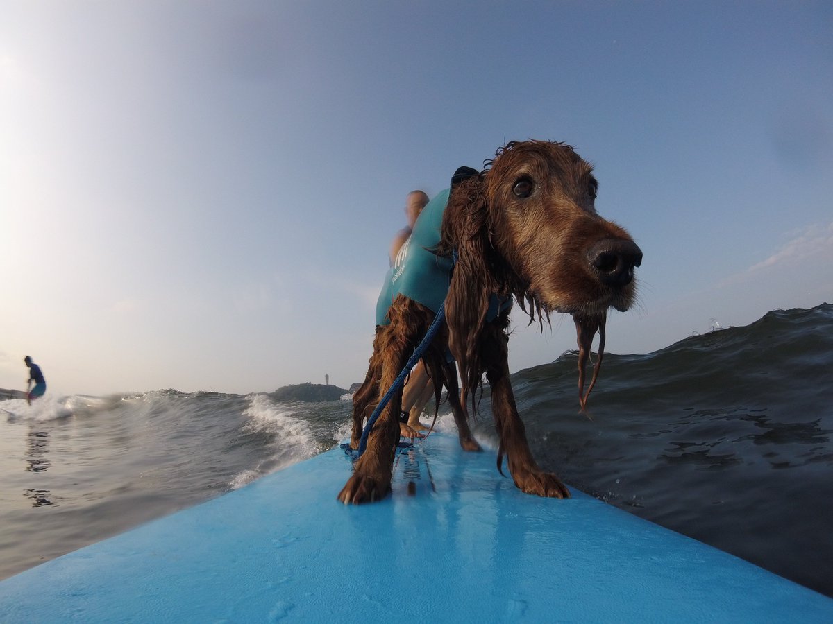 Surfing_Dog's tweet photo. 7月24日のタンデムサーフィン♪
鵠沼海岸の波はヒザでした。
#goprojp #hero5session
#stormbladedog #stormblade
#ドッグサーフィン #アイリッシュセター
#サーフィン犬 #ドッグサーファー
#surfdog #pino #surfingdog 
#鵠沼海岸 https://t.co/rIk03WUb5A