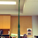 サボテンの成長がおかしい!10日で3cmで伸びて天井に届きそう!