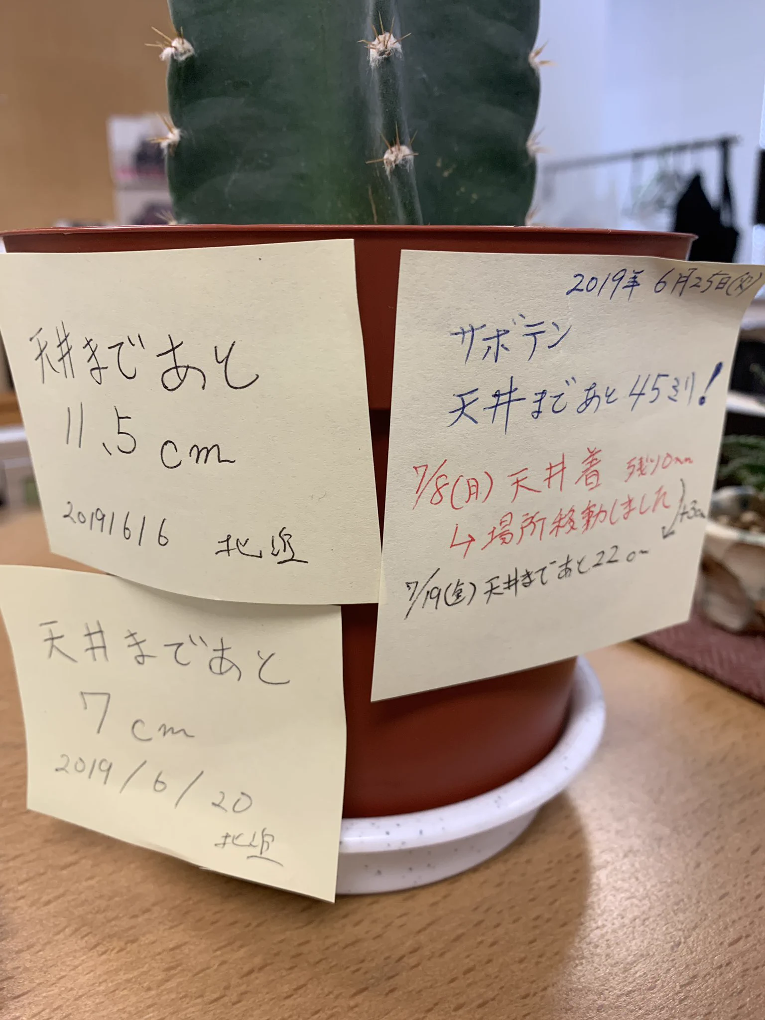 サボテンの成長がおかしいwww10日で3cmで伸びて天井に届きそうwww