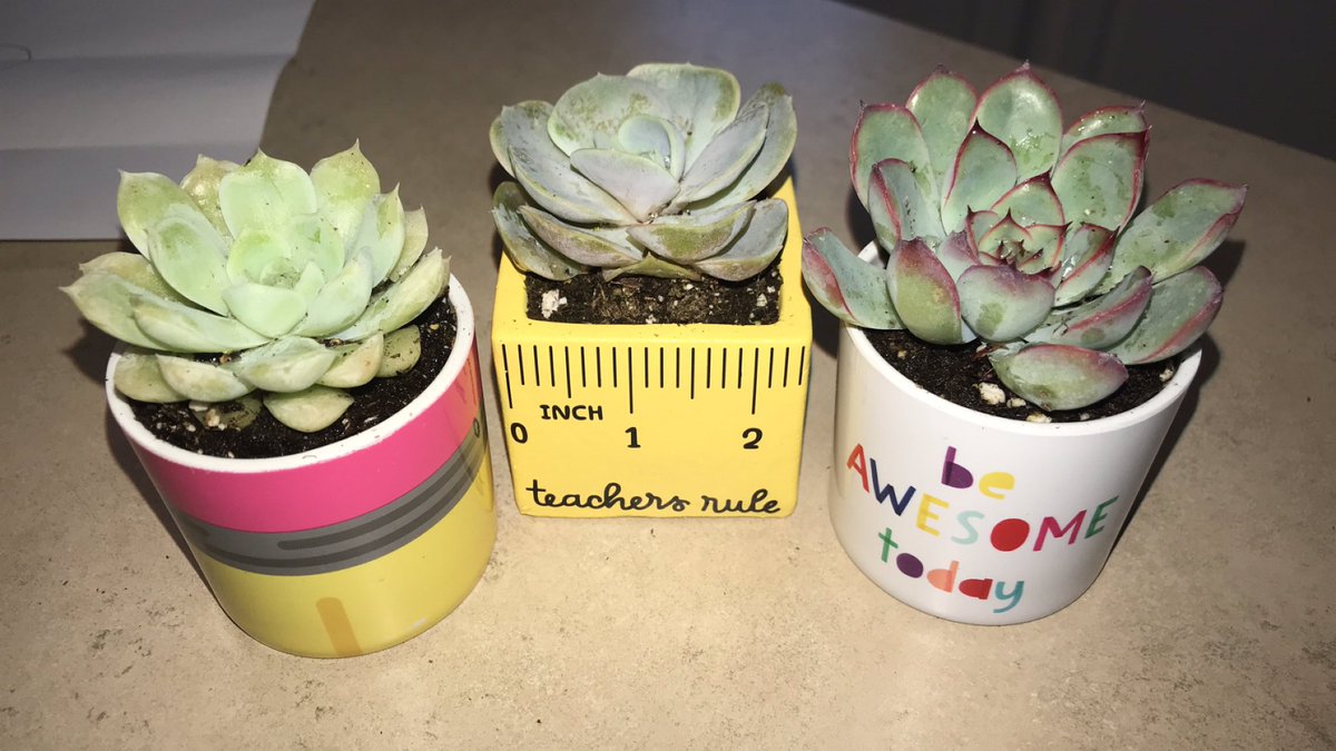 Is it ever too early to start school year shopping???!! 
Got these cute mini planters at the <a href="/Target/">Target</a> dollar spot and replaced the fake succulents with real ones!! Thanks for the idea <a href="/HFMS_STEAM/">Shannon Robertson</a> ❤️❤️ <a href="/target_teachers/">TargetTeachers</a>