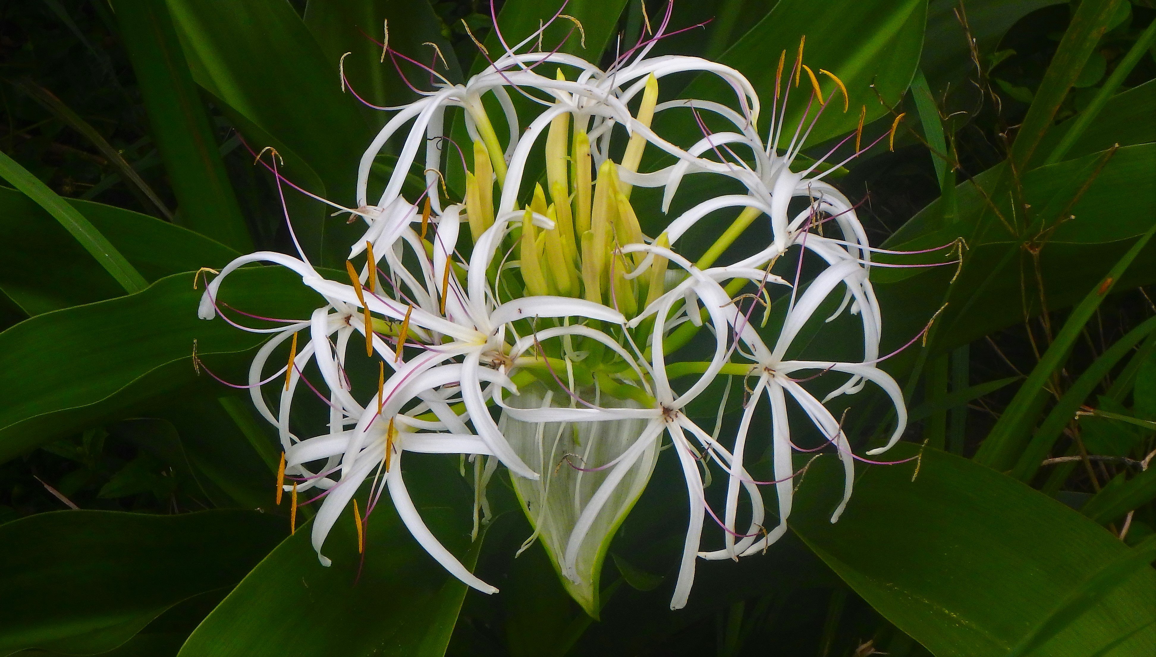 海風 誤 スパダーリリー 正 スパイダーリリー ヒメノカリス で検索すると詳しくわかります Hymenocallis Basket Flower Crown Beauty Sea Daffodil Spider Lily ハマユウの花弁が抜け落ちたような６本の細い花弁が上から見るとクモやカニに見える