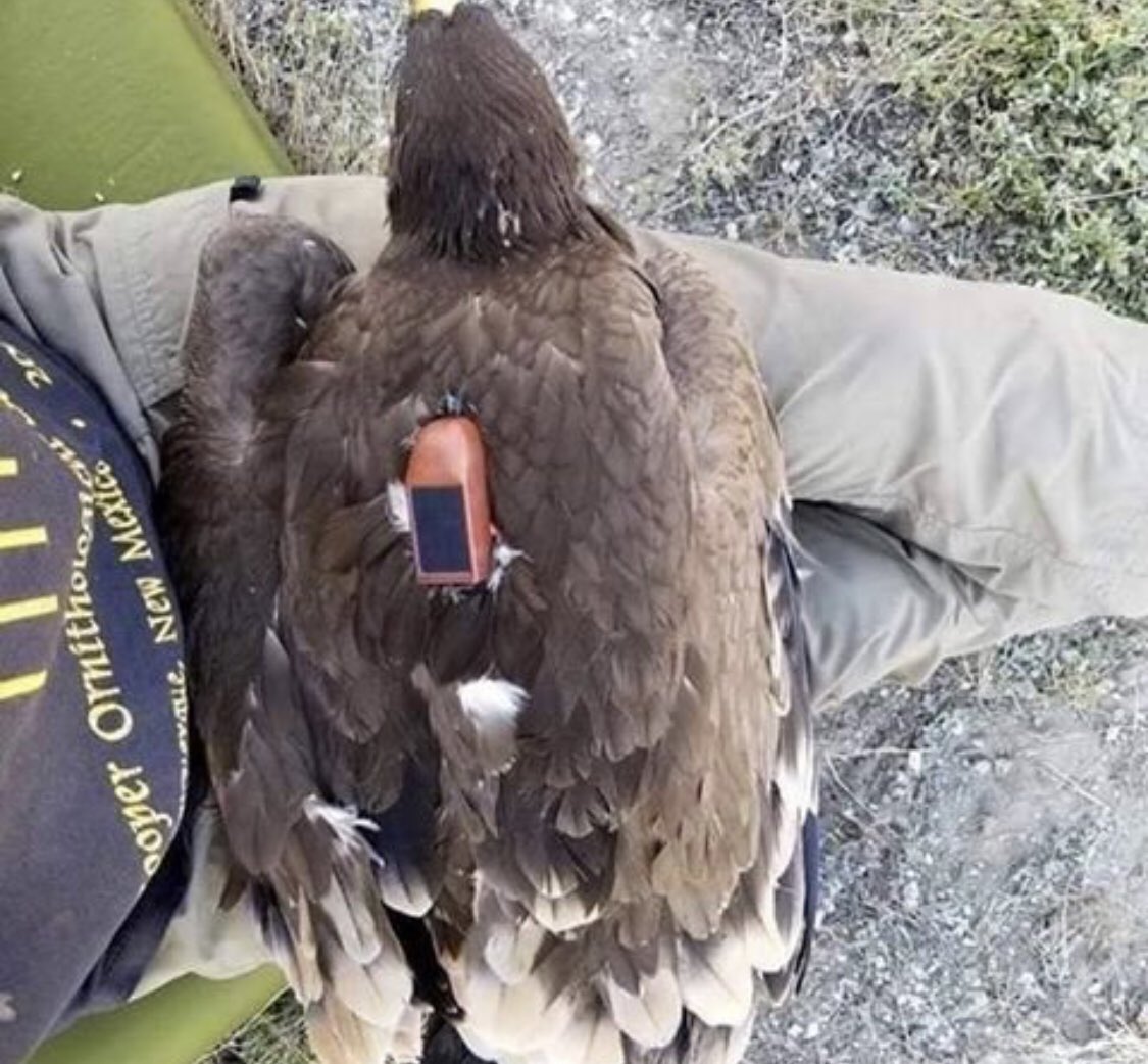 naturaambiental's tweet photo. Esta #águila 🦅 (con un rastreador) voló por muchos lugares (por 20 años) desde Rusia para morir en Arabia Saudita (nótese que evitó volar sobre el agua). La #naturaleza es sorprendente ¿no lo crees? https://t.co/NRLSEvQREO