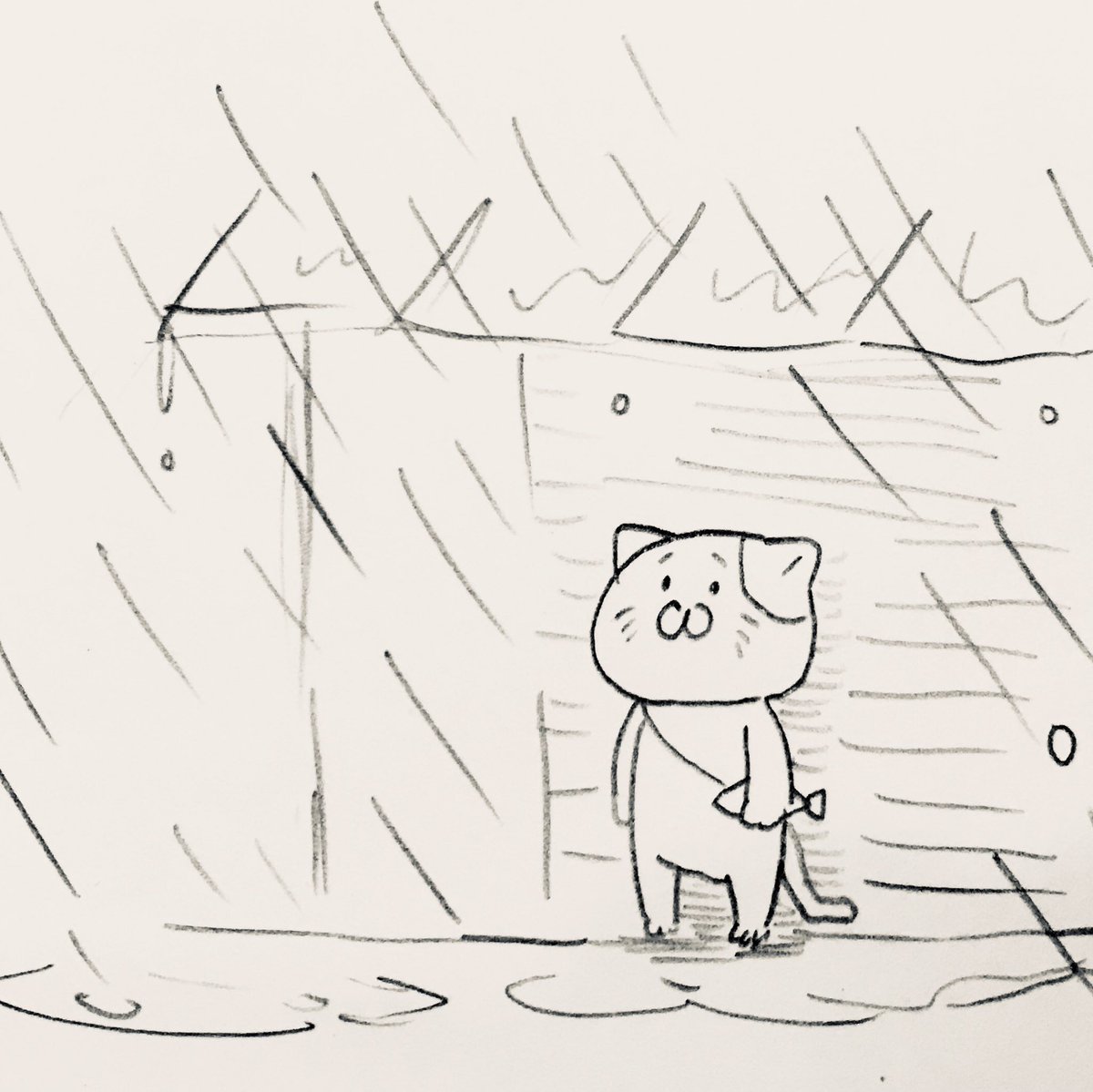 「所により雨」の所に居合わせる猫 