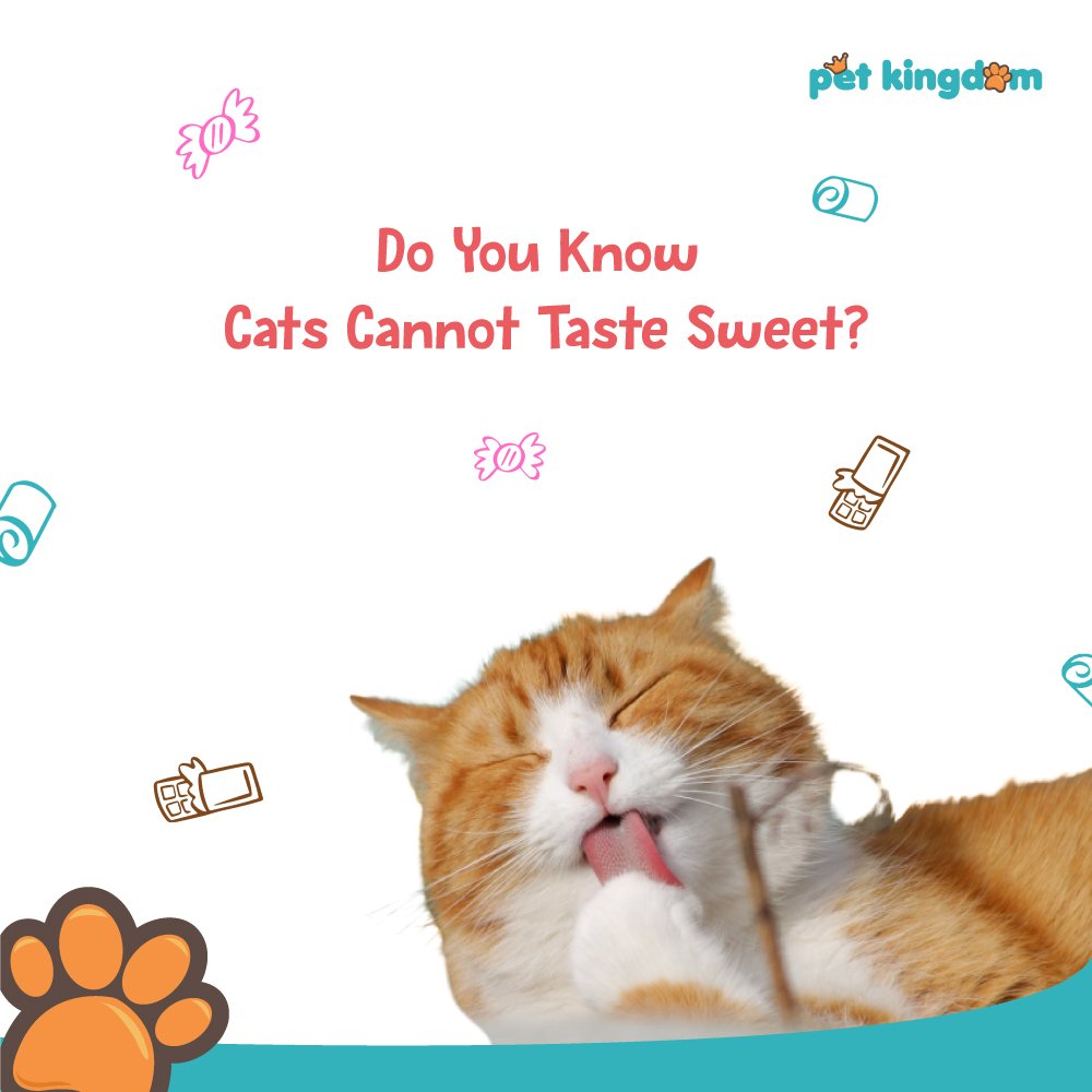 Gak perlu khawatir kue atau dessertmu diambil atau dimakan sama kucingmu, karena lidah mereka nggak bisa mengecap rasa manis dan hanya tertarik dengan daging.

Apakah kucingmu pernah mengambil makananmu? Biasanya makanan apa yang dia ambil? Share di kolom komentar yuk Pawfriends!