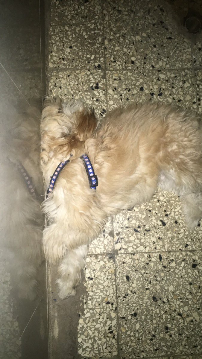 kymloi0's tweet photo. @syhunchoo Bela Biscuit ♥️ https://t.co/vHYGICFr4S