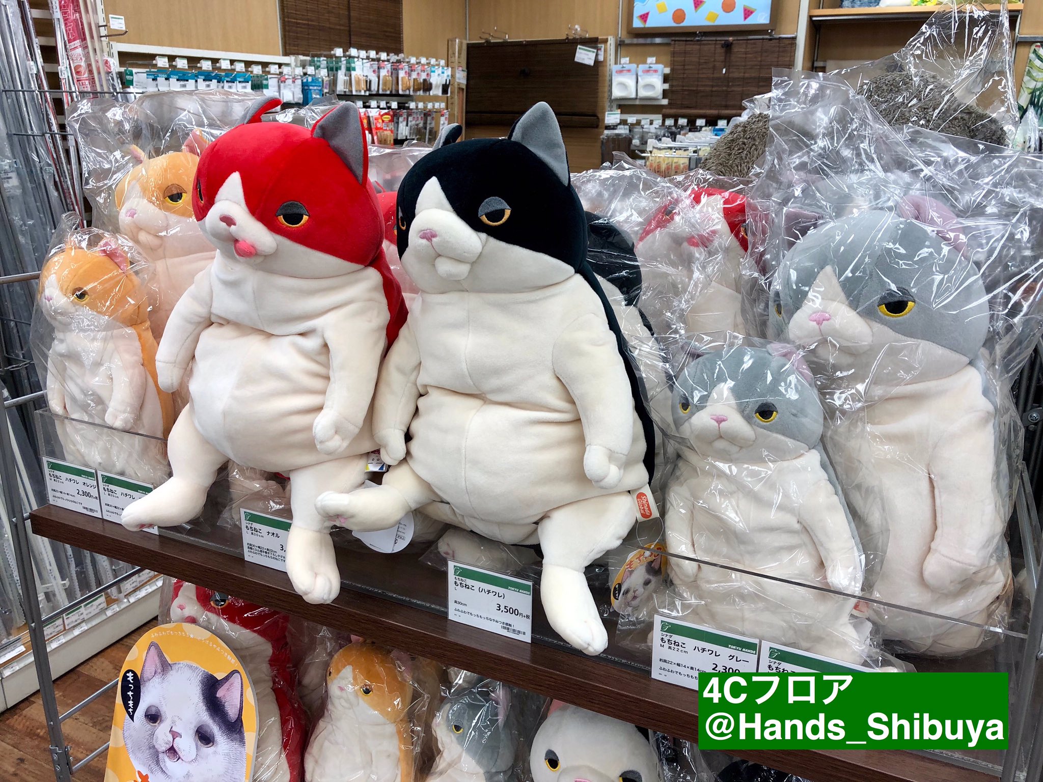 M 暑 もちねこ