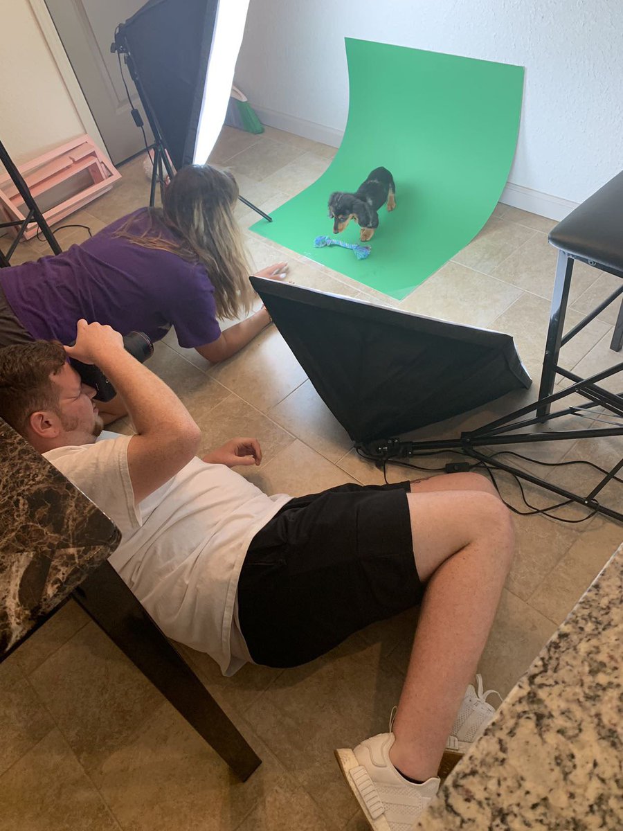 goodbrand0's tweet photo. got to shoot with the cutest model today 🐶✨ https://t.co/gt2i6b8J9F