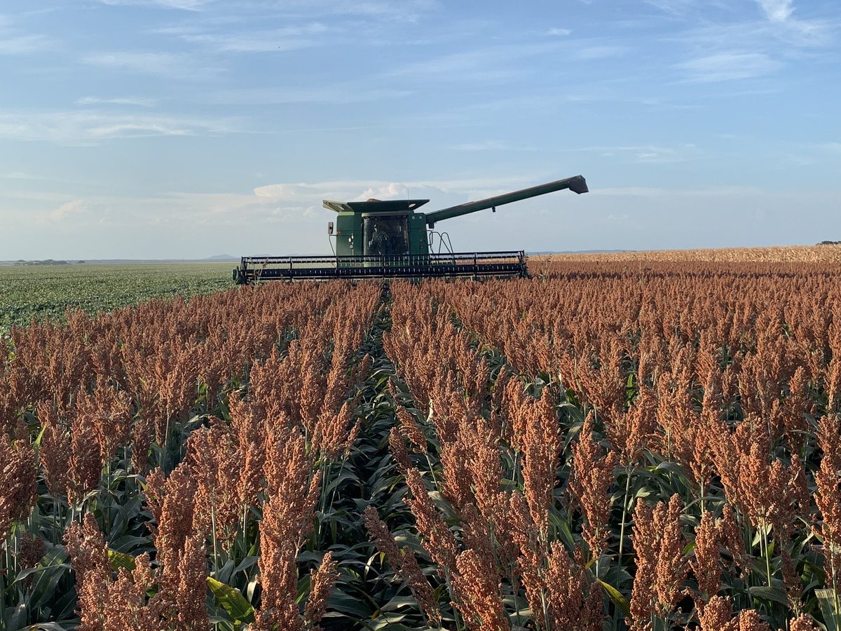 Finished #sorghum19 yesterday. Started #corn19 today. <a href="/PioneerSeeds/">Pioneer Seeds U.S.</a> #84P80 was the hybrid to have this year. 6400#/ac dryland, 8300#/ac. Irrigated. Farm record. Just dipped our snoots in the corn but like what I see!