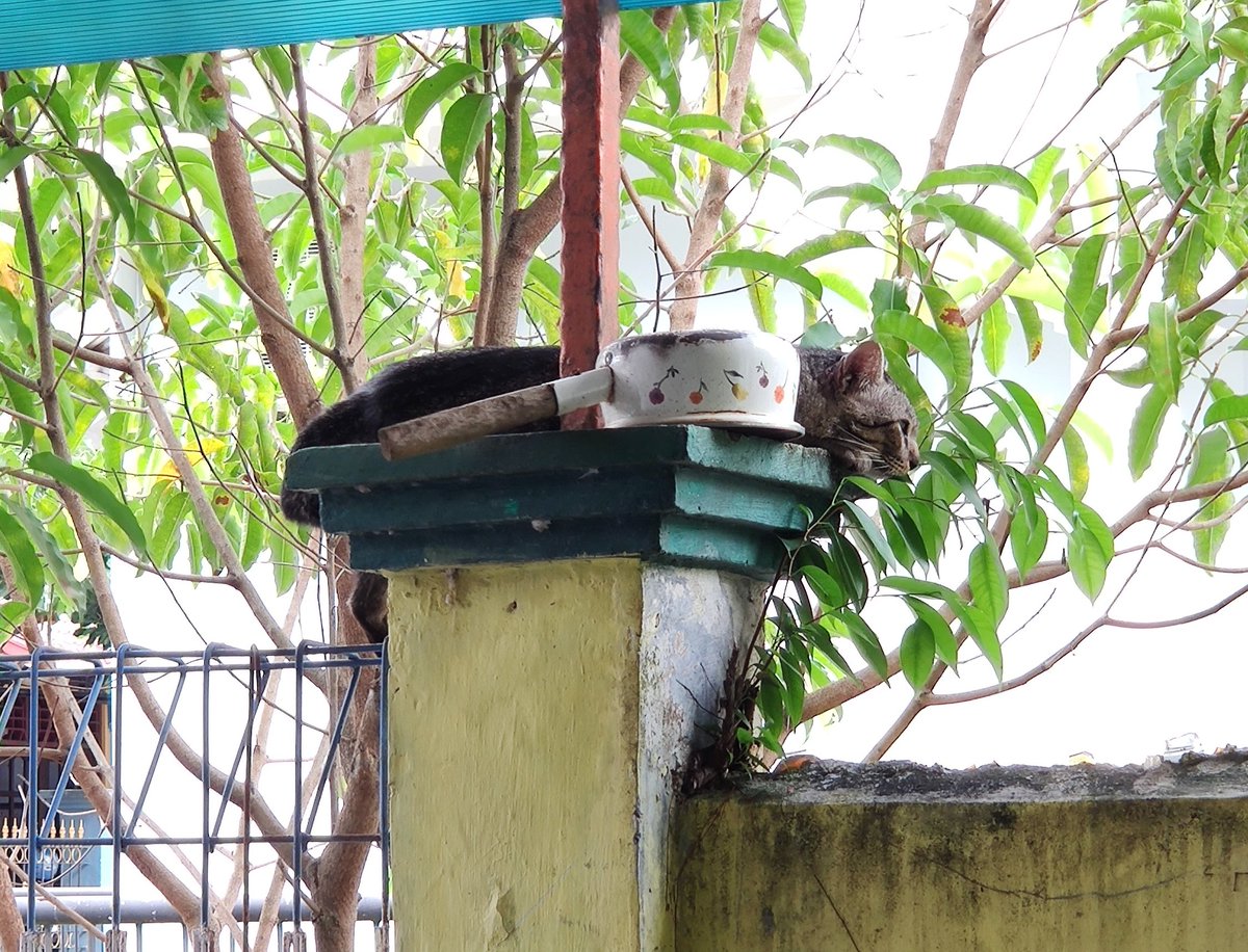 Jagain panci emak 😽