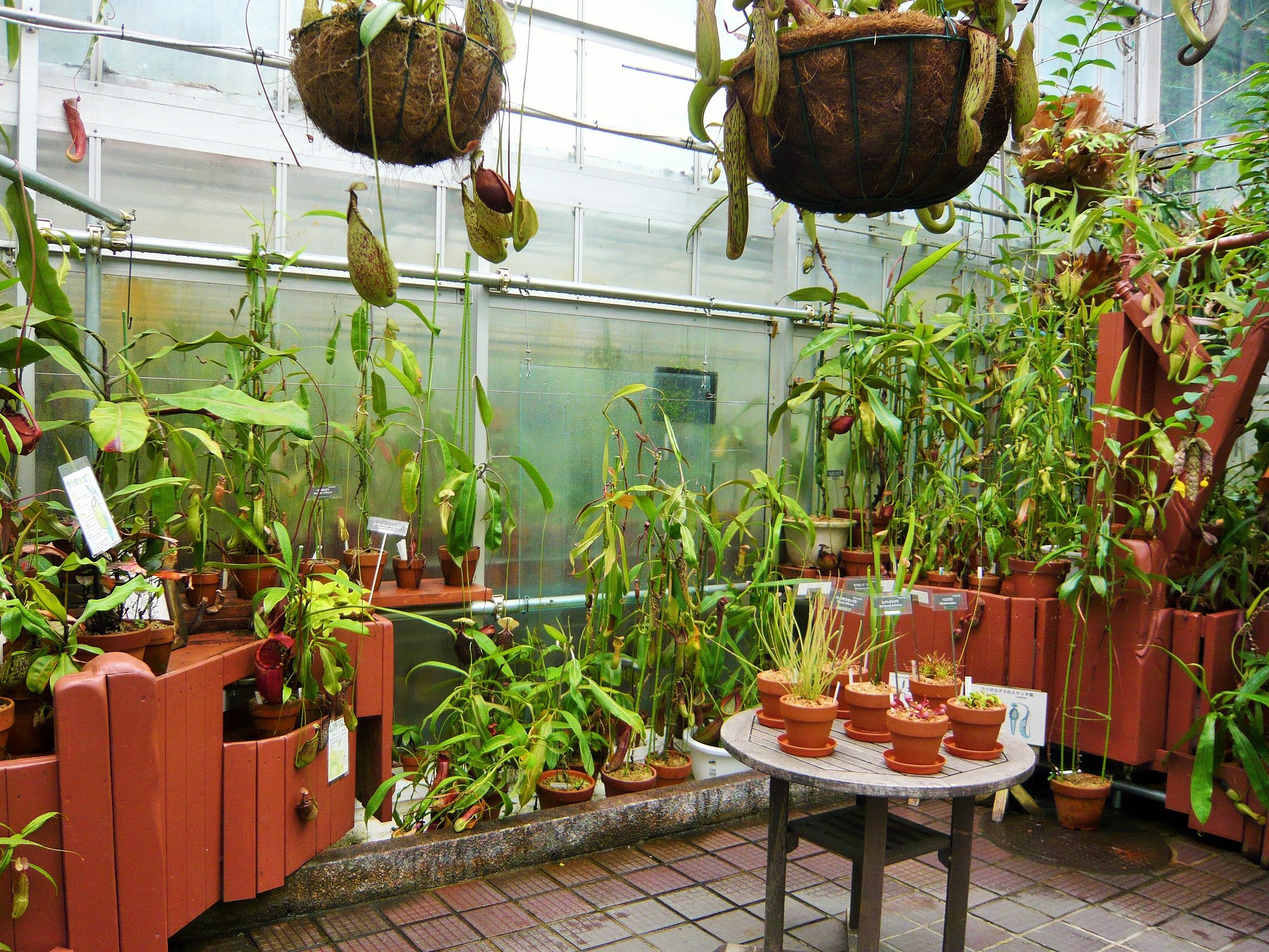 名古屋市東山動植物園 夏休みですね 植物園温室 サンギャラリーに 食虫植物コーナーがあります いろいろな種類のものを展示していますので ぜひご覧ください 食虫植物 T Co Qffaxjfywr Twitter