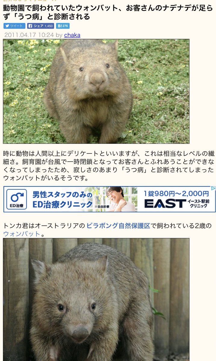 ブリッカー 動物園で飼われていたウォンバット なでなで足らなくてうつ病ってかわいすぎ ブリッカー 動物園で飼われていたウォンバット なでなで足らなくてうつ病ってかわいすぎ