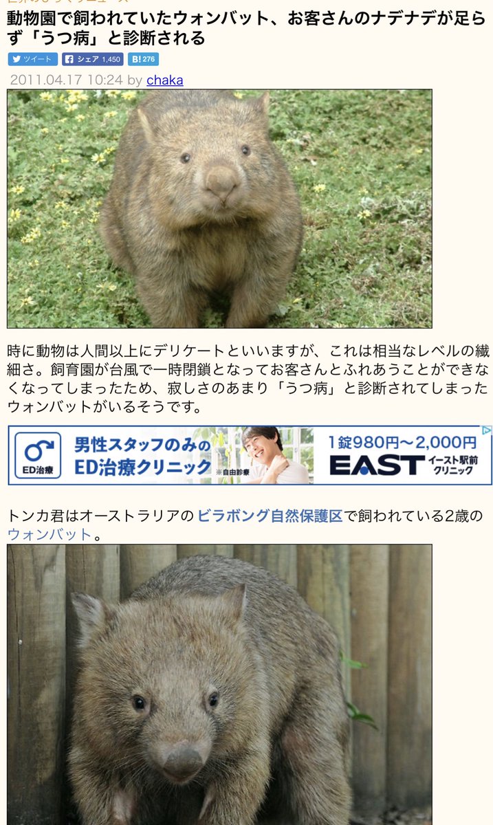 ブリッカー 動物園で飼われていたウォンバット なでなで足らなくてうつ病ってかわいすぎ