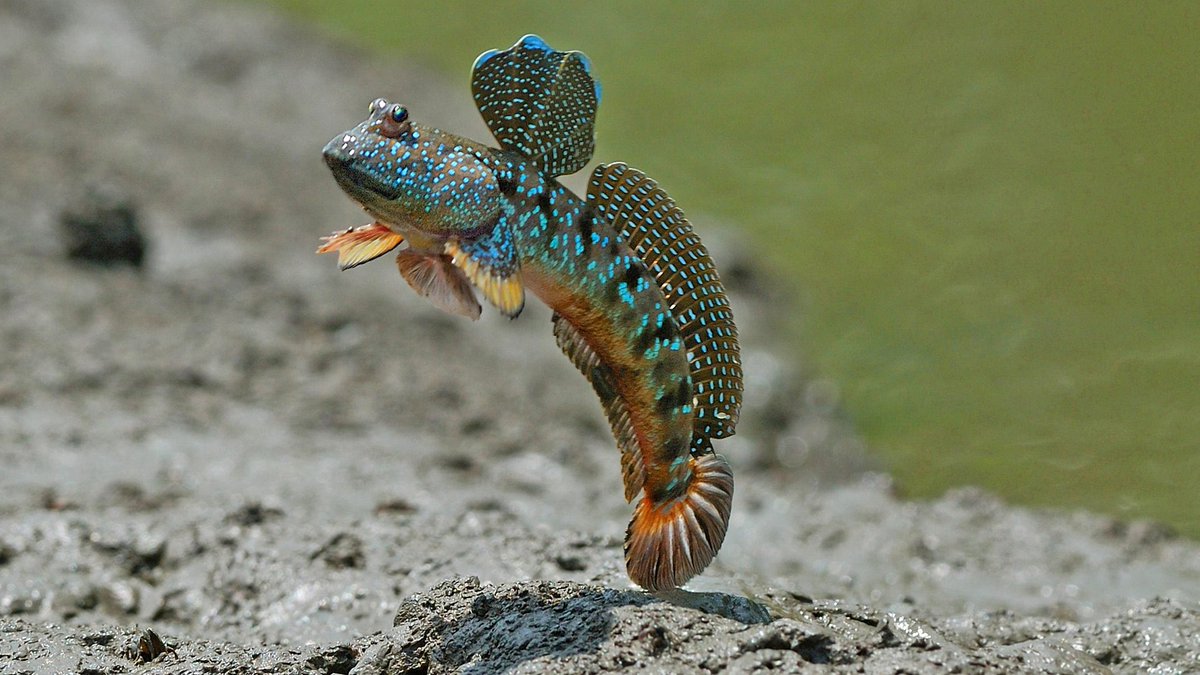 Check out the mudskipper! This guy is amazing. It’s a fish, but it spends 90% of its life on land, and it’ll actually drown if it can’t leave the water. It rolls in the mud to keep itself wet, and males can jump two feet in the air because lady mudskippers are super into that.