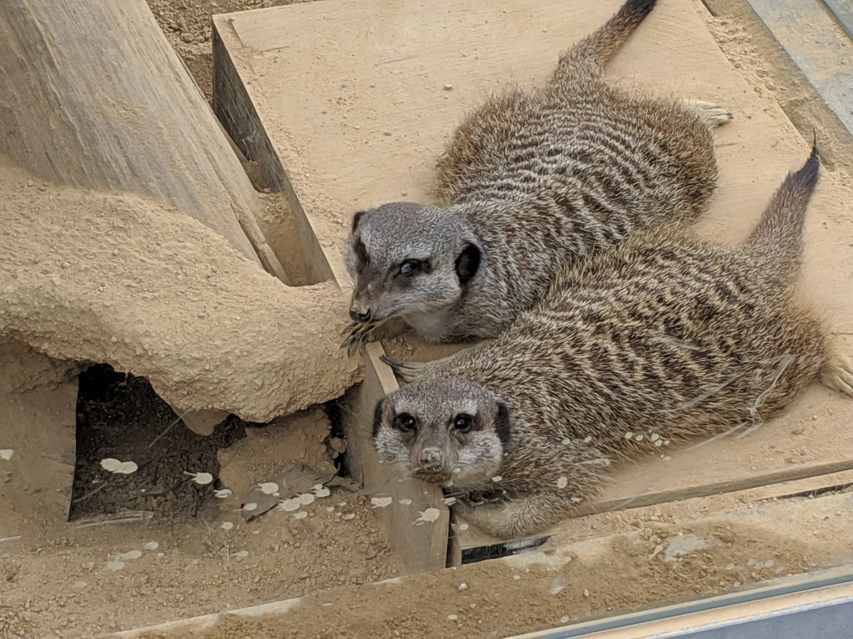 井の頭自然文化園のミーアキャットが片岡鶴太郎似の男前 前世は人間って感じ Togetter 井の頭自然文化園のミーアキャットが片岡鶴太郎似の男前 前世は人間って感じ Togetter