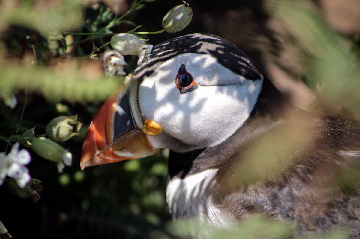 PhotosLou's tweet photo. Beautiful puffin peeping through the plants surrounding its burrow 
@skomer_island @WTSWW 
#puffin #photography https://t.co/KK6TeEHVAT