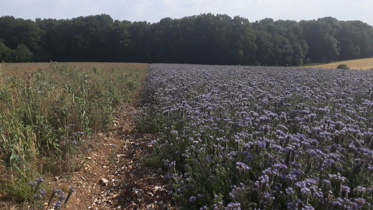 FarmlandBird's tweet photo. Amazing farm walk with #CranborneChase #AONB team looking at wonderful #wildlife habitats side by side with productive arable farming including bumblebird mix on right &amp; wild bird seed mix on left.We'll show you round @ChrisGPackham https://t.co/K9iiTVlz7c