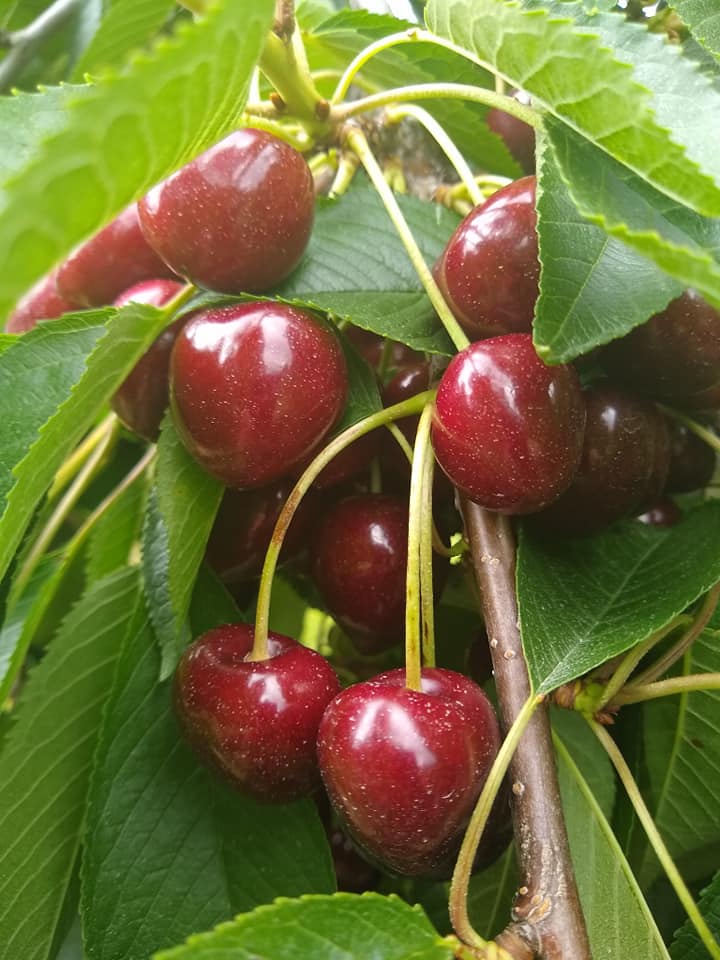MidlandFMarket's tweet photo. The sweetness has arrived straight from TC! Open today 7-1 #sweetcherries #migrown #golocal https://t.co/4wg7a9I7lO