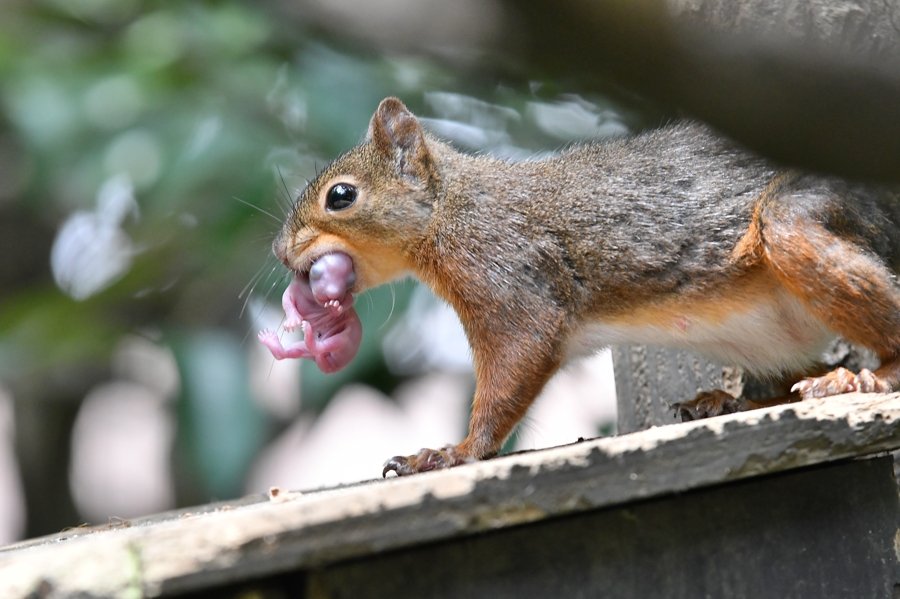 赤ちゃんをくわえて巣箱を出て行ってはくわえたまま戻ってくるを何度も